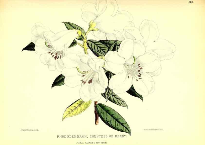 Reproducción/Reproduction 49679884513: The floral magazine;. London,L. Reeve & Co.. 