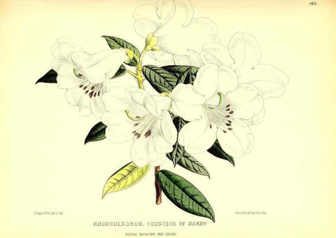 Reproducción/Reproduction 49679884513: The floral magazine;. London,L. Reeve & Co.. 