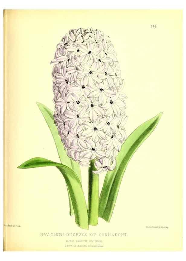 Reproducción/Reproduction 49679884768: The floral magazine;. London,L. Reeve & Co.. 