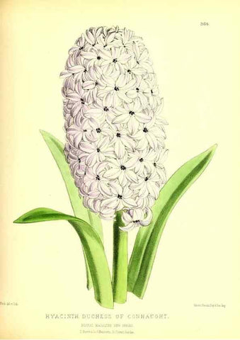 Reproducción/Reproduction 49679884768: The floral magazine;. London,L. Reeve & Co.. 