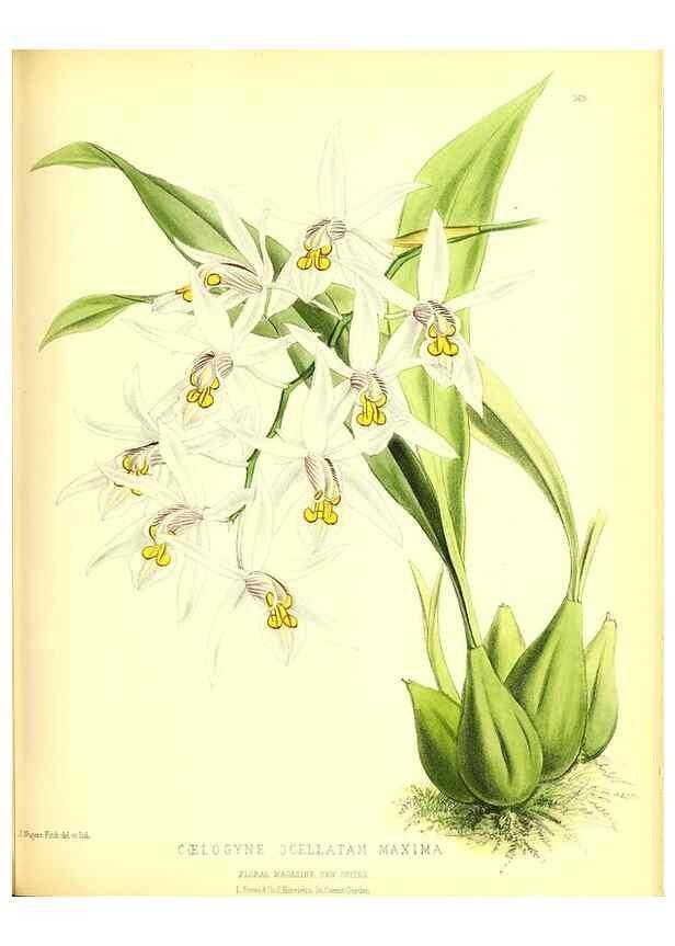 Reproducción/Reproduction 49680416761: The floral magazine;. London,L. Reeve & Co.. 
