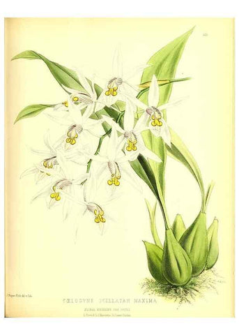 Reproducción/Reproduction 49680416761: The floral magazine;. London,L. Reeve & Co.. 