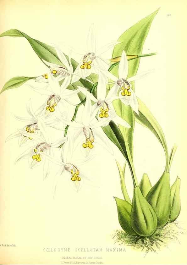 Reproducción/Reproduction 49680416761: The floral magazine;. London,L. Reeve & Co.. 
