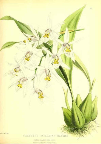 Reproducción/Reproduction 49680416761: The floral magazine;. London,L. Reeve & Co.. 