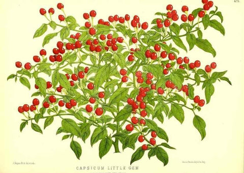 Reproducción/Reproduction 49680812767: The floral magazine;. London,L. Reeve & Co.. 