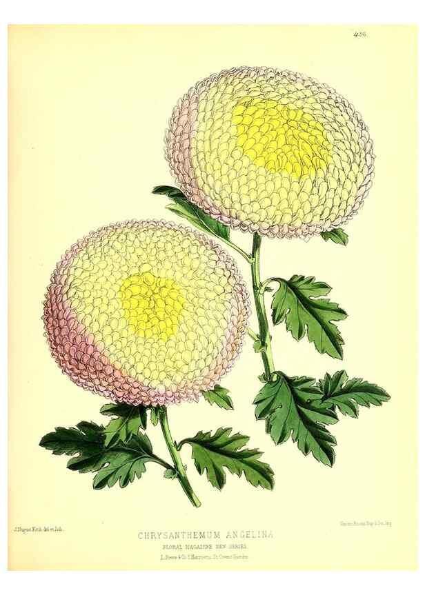 Reproducción/Reproduction 49679980608: The floral magazine;. London,L. Reeve & Co.. 