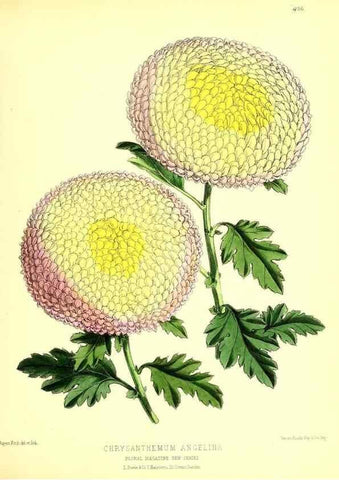 Reproducción/Reproduction 49679980608: The floral magazine;. London,L. Reeve & Co.. 