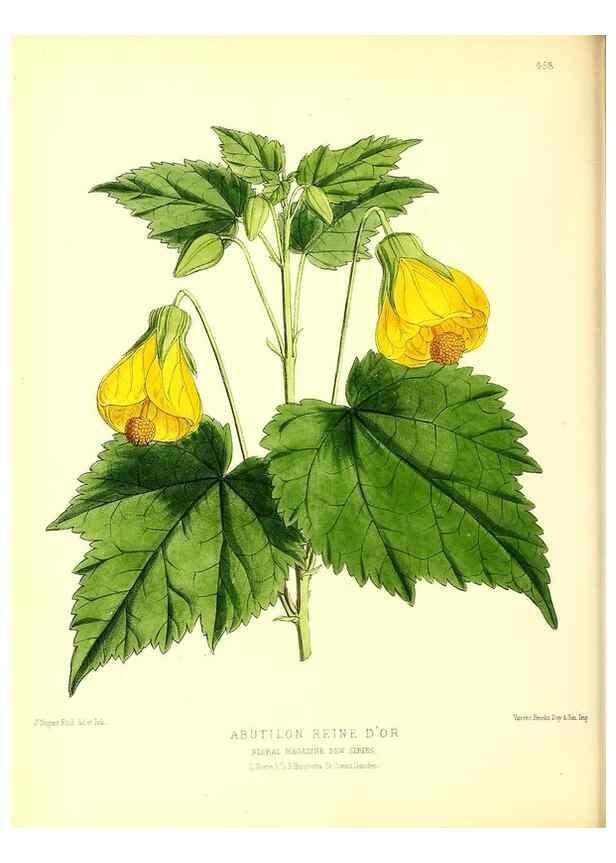 Reproducción/Reproduction 49679985888: The floral magazine;. London,L. Reeve & Co.. 