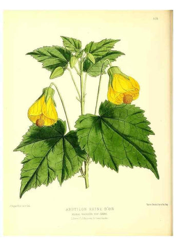 Reproducción/Reproduction 49679985888: The floral magazine;. London,L. Reeve & Co.. 