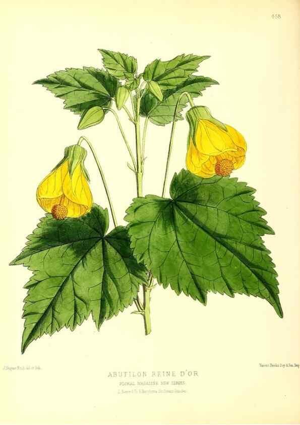Reproducción/Reproduction 49679985888: The floral magazine;. London,L. Reeve & Co.. 