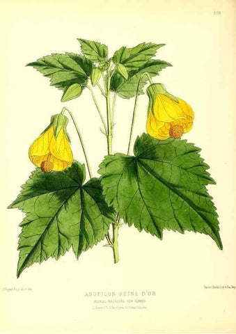 Reproducción/Reproduction 49679985888: The floral magazine;. London,L. Reeve & Co.. 
