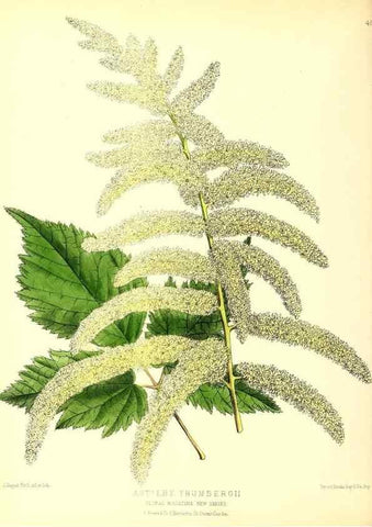 Reproducción/Reproduction 49680518396: The floral magazine;. London,L. Reeve & Co.. 