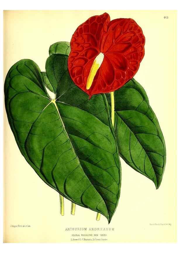 Reproducción/Reproduction 49679986678: The floral magazine;. London,L. Reeve & Co.. 