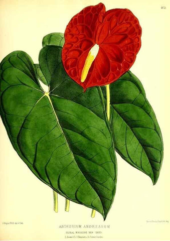 Reproducción/Reproduction 49679986678: The floral magazine;. London,L. Reeve & Co.. 