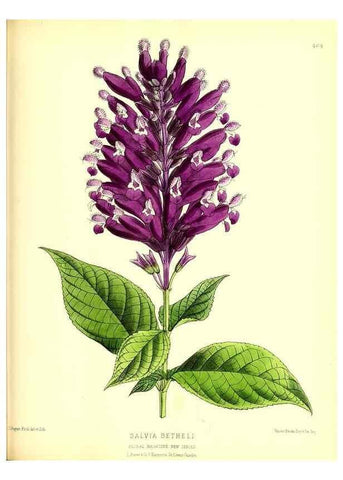 Reproducción/Reproduction 49679987043: The floral magazine;. London,L. Reeve & Co.. 
