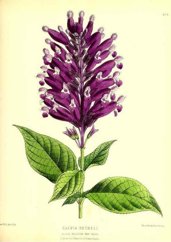 Reproducción/Reproduction 49679987043: The floral magazine;. London,L. Reeve & Co.. 