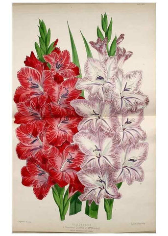 Reproducción/Reproduction 49680810267: The floral magazine;. London,L. Reeve & Co.. 