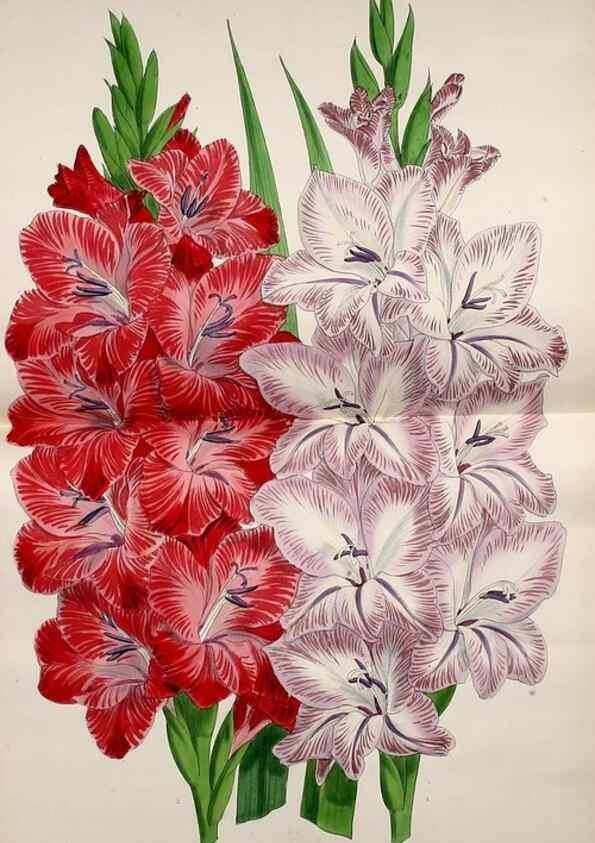 Reproducción/Reproduction 49680810267: The floral magazine;. London,L. Reeve & Co.. 