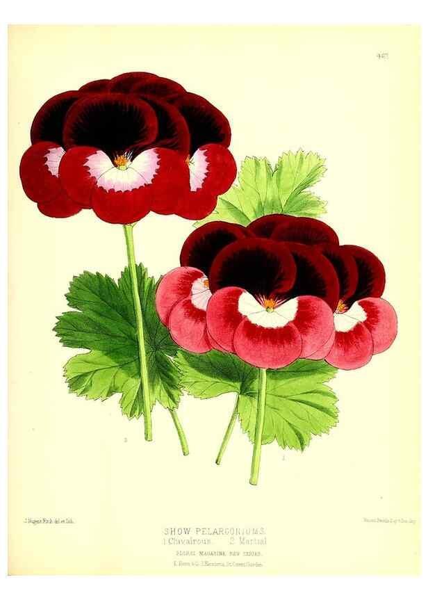Reproducción/Reproduction 49680519601: The floral magazine;. London,L. Reeve & Co.. 