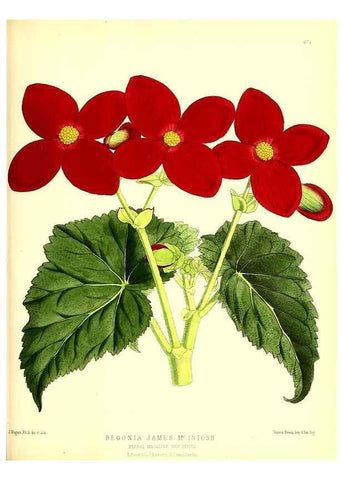Reproducción/Reproduction 49679987808: The floral magazine;. London,L. Reeve & Co.. 