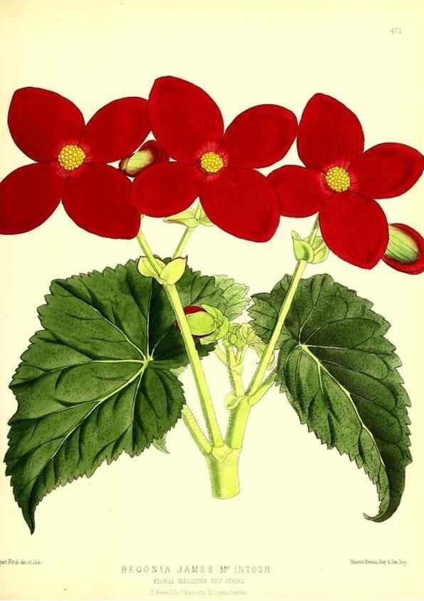 Reproducción/Reproduction 49679987808: The floral magazine;. London,L. Reeve & Co.. 