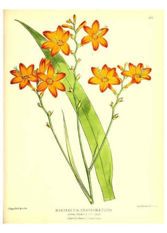 Reproducción/Reproduction 49679988013: The floral magazine;. London,L. Reeve & Co.. 