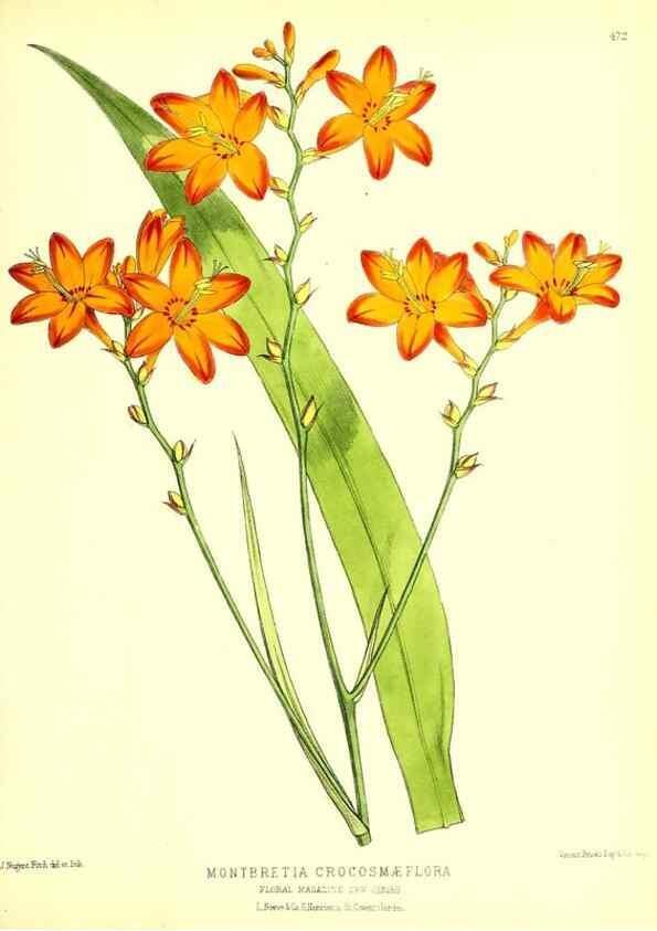 Reproducción/Reproduction 49679988013: The floral magazine;. London,L. Reeve & Co.. 