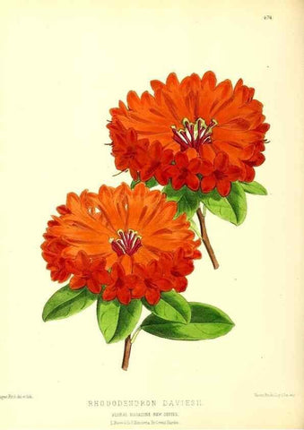 Reproducción/Reproduction 49680811392: The floral magazine;. London,L. Reeve & Co.. 