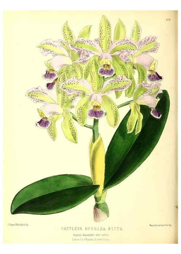 Reproducción/Reproduction 49680520601: The floral magazine;. London,L. Reeve & Co.. 