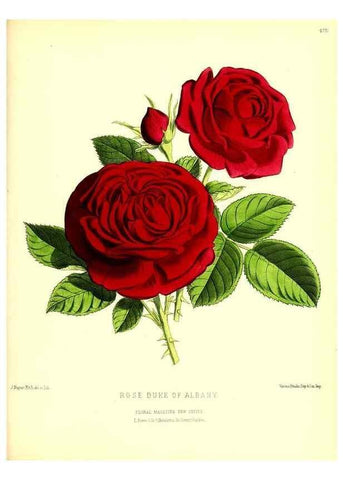 Reproducción/Reproduction 49680811822: The floral magazine;. London,L. Reeve & Co.. 