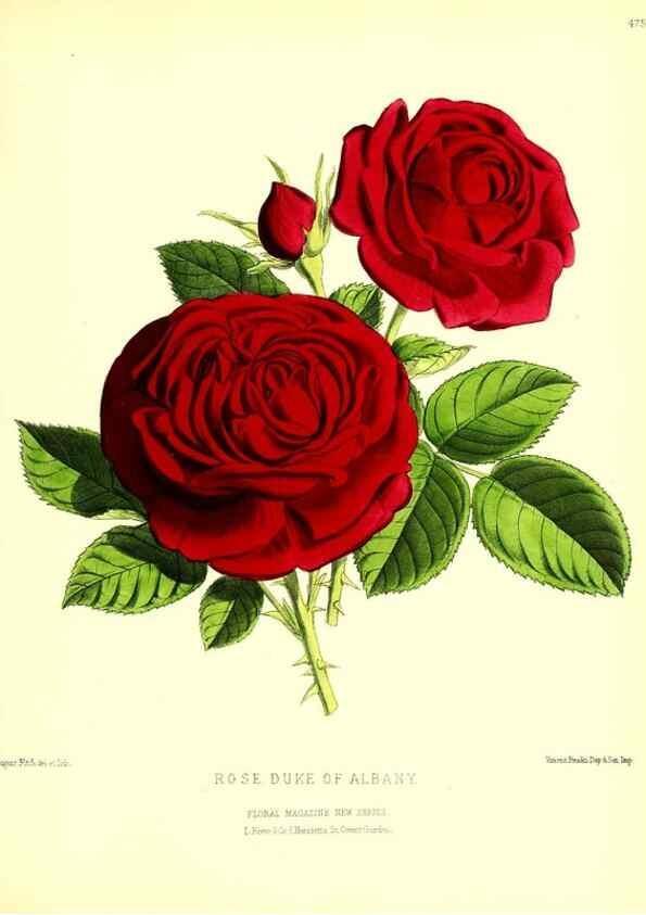 Reproducción/Reproduction 49680811822: The floral magazine;. London,L. Reeve & Co.. 