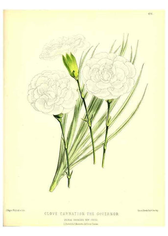 Reproducción/Reproduction 49679988823: The floral magazine;. London,L. Reeve & Co.. 