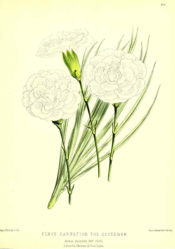 Reproducción/Reproduction 49679988823: The floral magazine;. London,L. Reeve & Co.. 