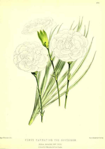 Reproducción/Reproduction 49679988823: The floral magazine;. London,L. Reeve & Co.. 