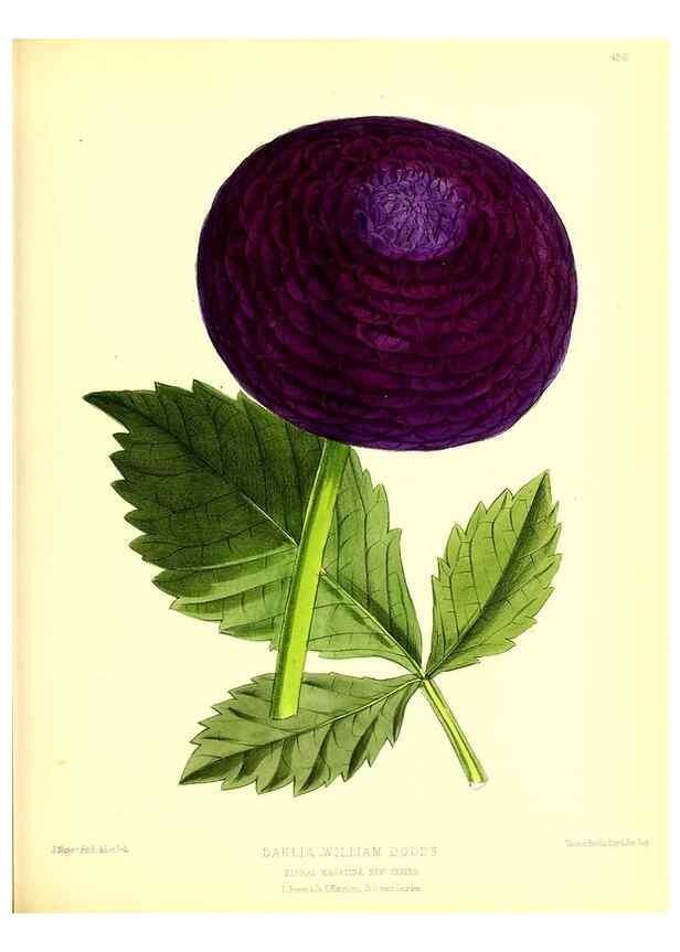 Reproducción/Reproduction 49679985643: The floral magazine;. London,L. Reeve & Co.. 