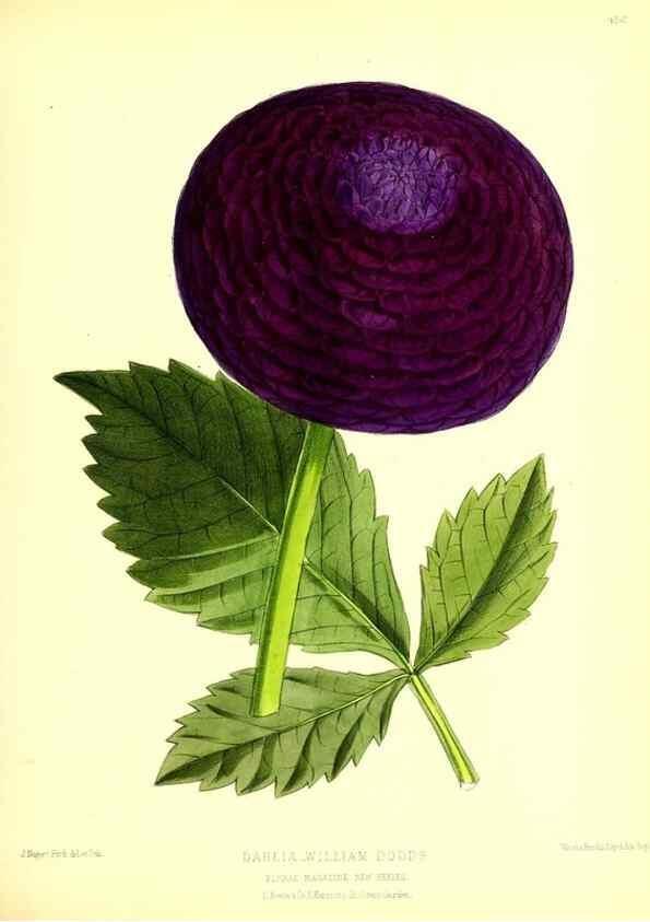Reproducción/Reproduction 49679985643: The floral magazine;. London,L. Reeve & Co.. 