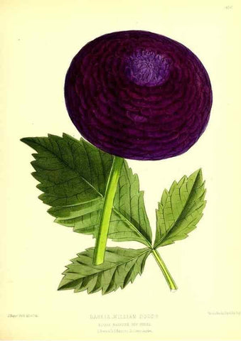 Reproducción/Reproduction 49679985643: The floral magazine;. London,L. Reeve & Co.. 