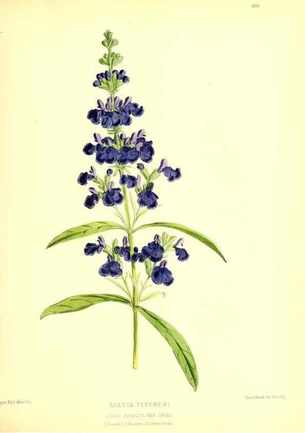 Reproducción/Reproduction 49680517741: The floral magazine;. London,L. Reeve & Co.. 
