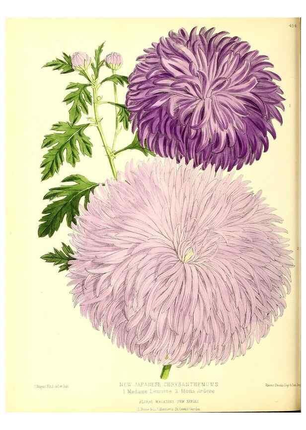 Reproducción/Reproduction 49679984978: The floral magazine;. London,L. Reeve & Co.. 