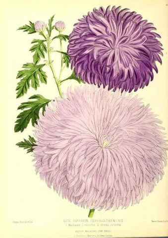 Reproducción/Reproduction 49679984978: The floral magazine;. London,L. Reeve & Co.. 