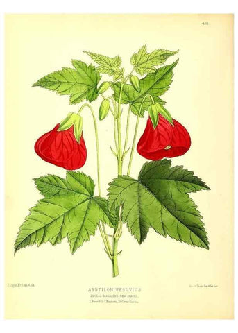 Reproducción/Reproduction 49680804057: The floral magazine;. London,L. Reeve & Co.. 