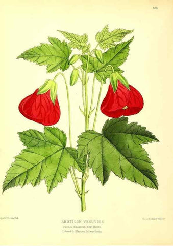 Reproducción/Reproduction 49680804057: The floral magazine;. London,L. Reeve & Co.. 