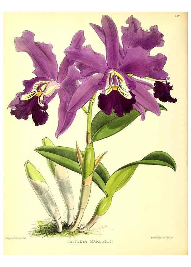 Reproducción/Reproduction 49680513491: The floral magazine;. London,L. Reeve & Co.. 