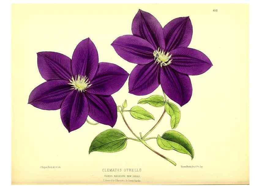 Reproducción/Reproduction 49680804527: The floral magazine;. London,L. Reeve & Co.. 