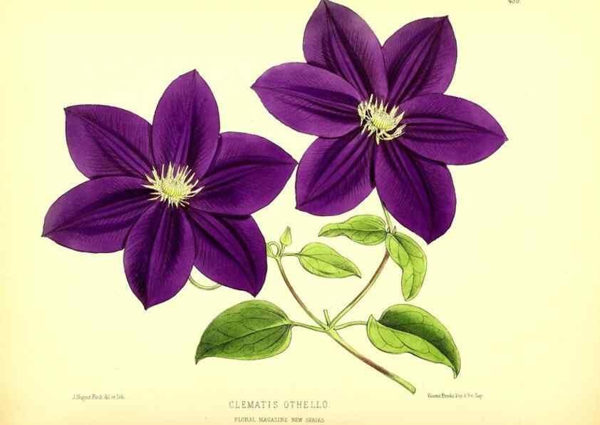 Reproducción/Reproduction 49680804527: The floral magazine;. London,L. Reeve & Co.. 