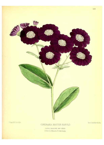 Reproducción/Reproduction 49680804797: The floral magazine;. London,L. Reeve & Co.. 