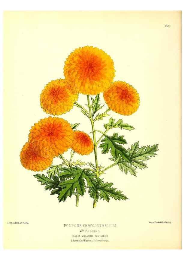 Reproducción/Reproduction 49679981948: The floral magazine;. London,L. Reeve & Co.. 