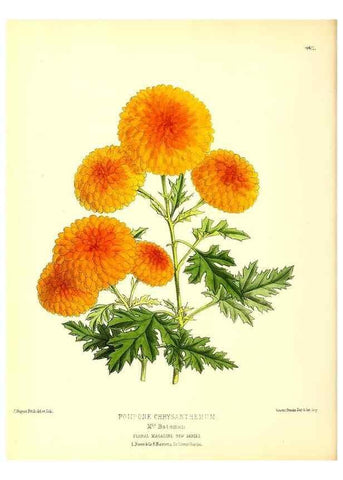 Reproducción/Reproduction 49679981948: The floral magazine;. London,L. Reeve & Co.. 