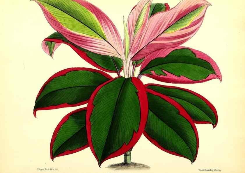 Reproducción/Reproduction 49680805252: The floral magazine;. London,L. Reeve & Co.. 