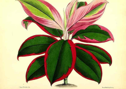 Reproducción/Reproduction 49680805252: The floral magazine;. London,L. Reeve & Co.. 